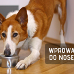 Wprowadzenie do noseworku