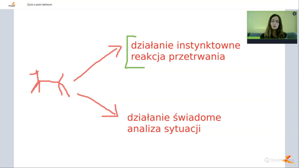 Pies lękliwy (4)