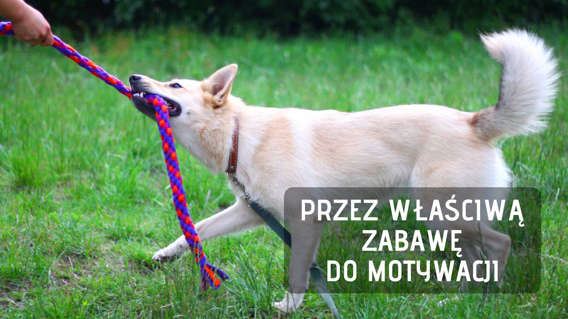 WEBINARY - Przez właściwą zabawę do motywacji