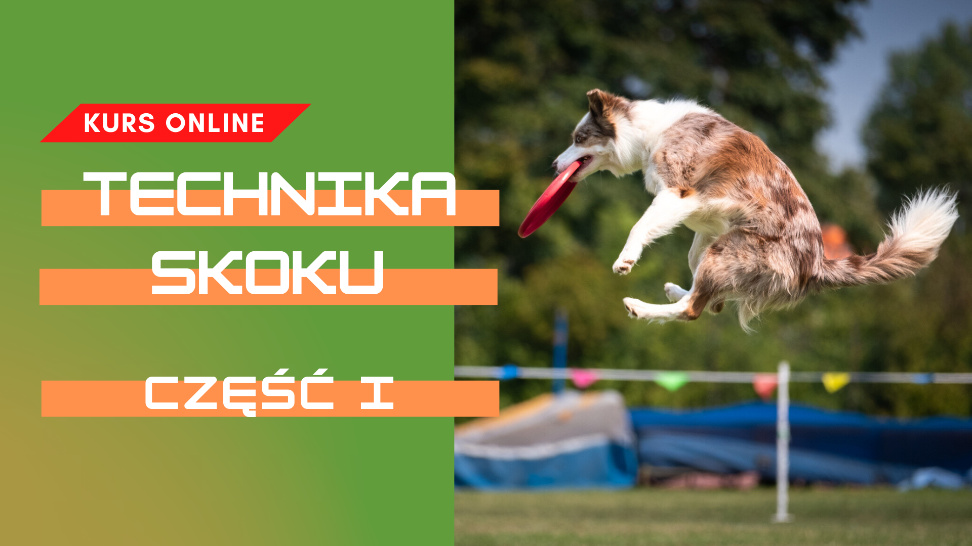 KURS - Technika skoku w dogfrisbee: część I