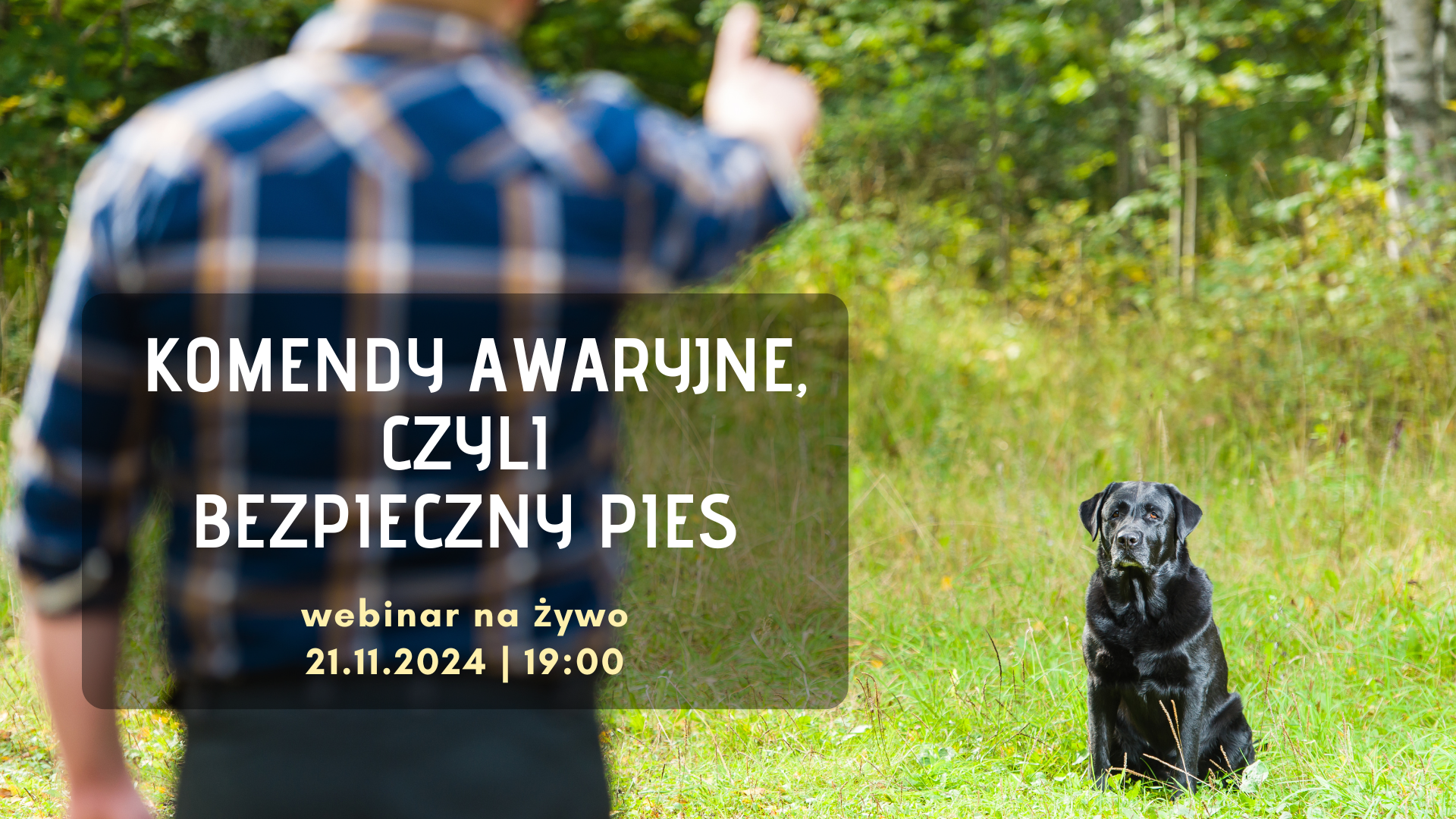 WEBINAR NA ŻYWO - Komendy awaryjne, czyli bezpieczny pies