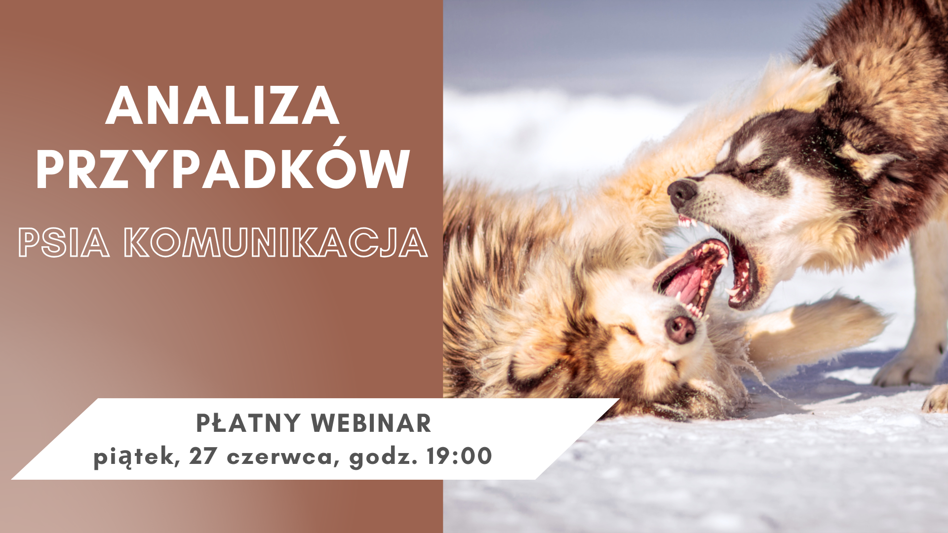 WEBINAR NA ŻYWO: Analiza przypadków - psia komunikacja 5