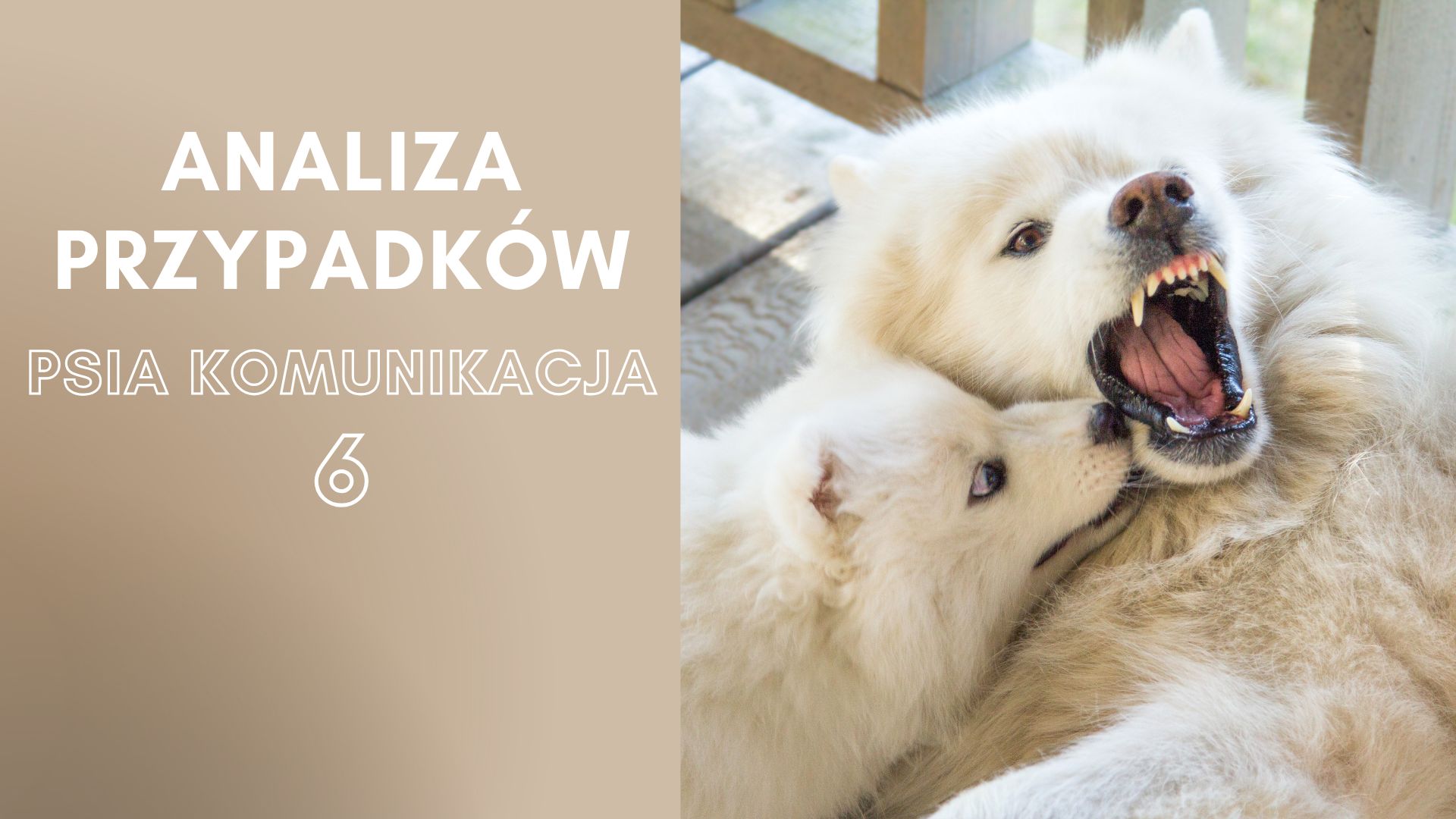 Analiza przypadków - psia komunikacja 6