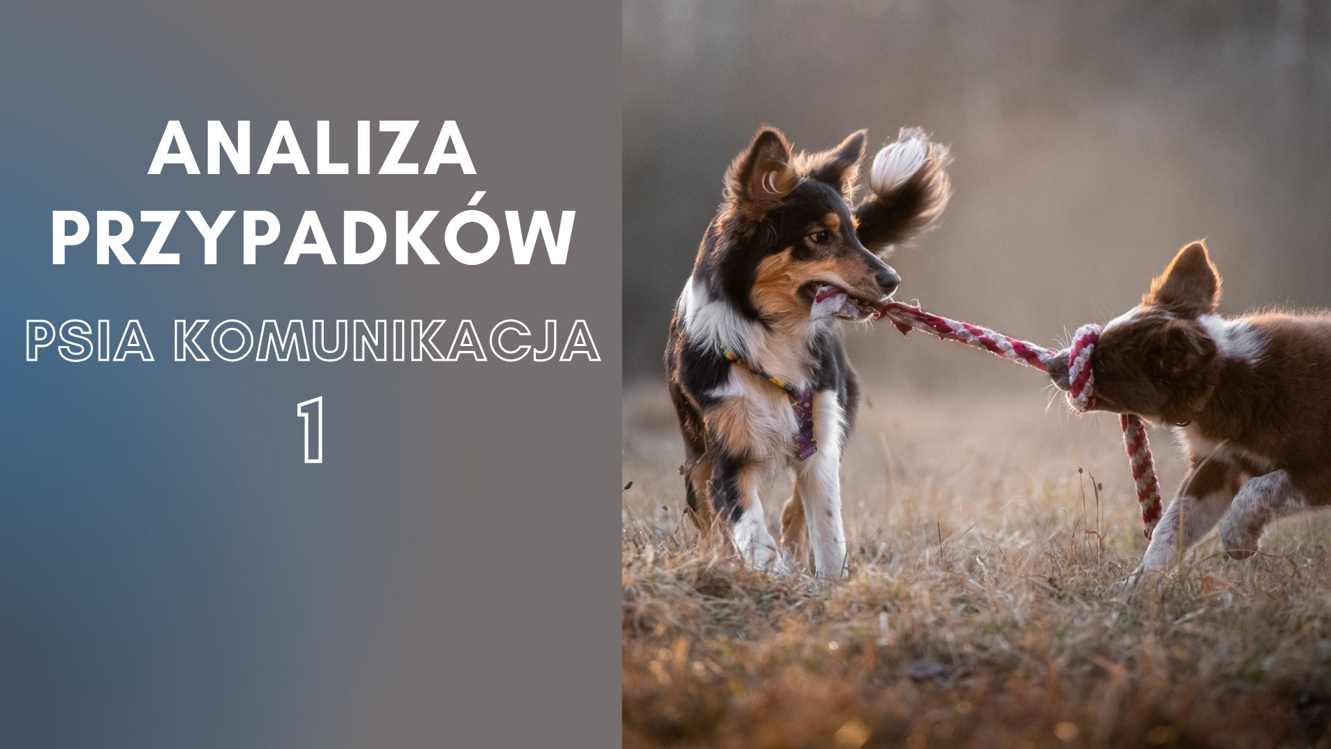 Analiza przypadków - psia komunikacja 1