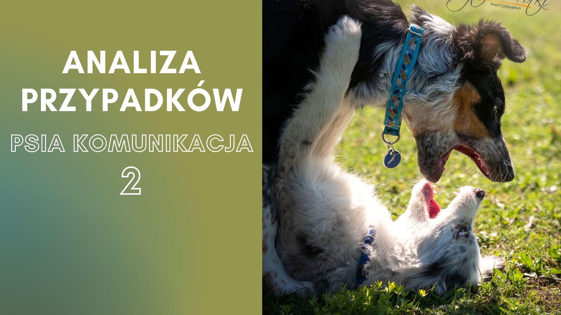 Analiza przypadków - psia komunikacja 2