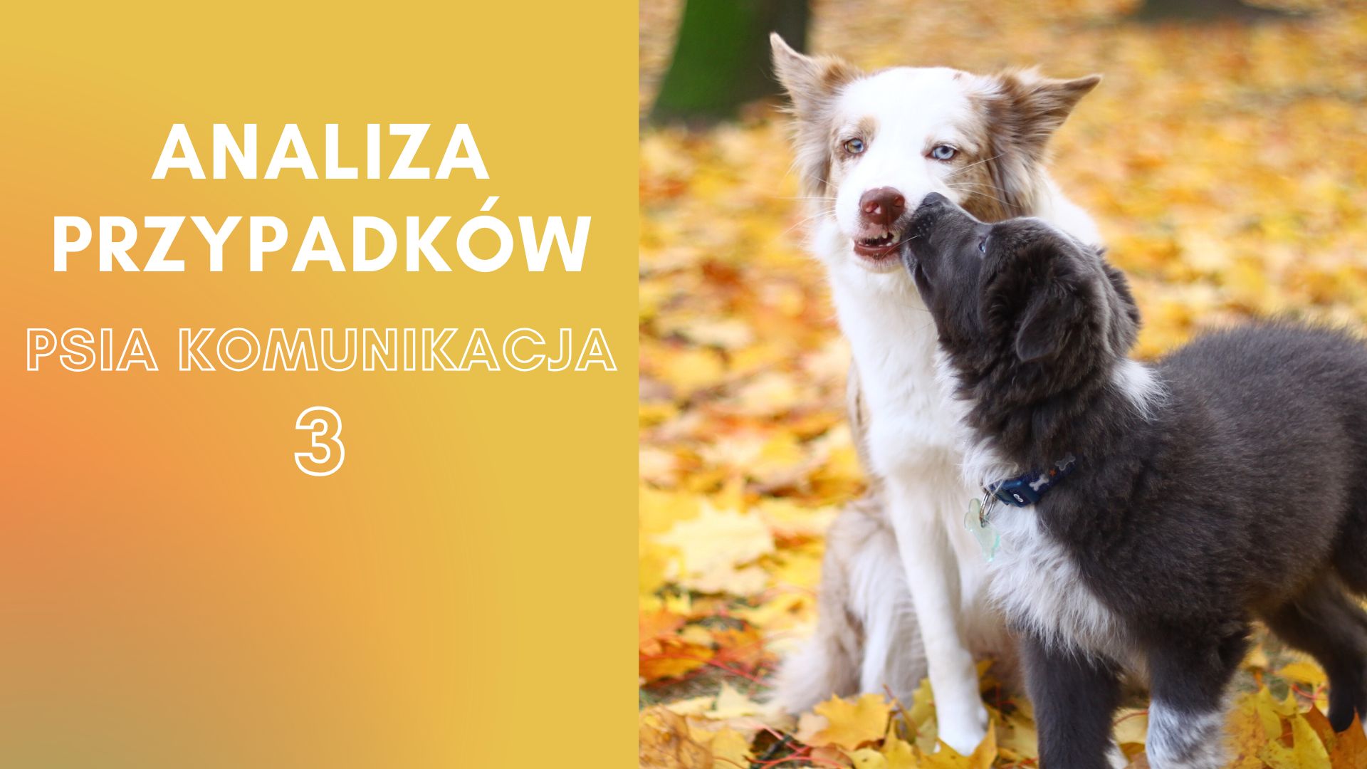 Analiza przypadków – psia komunikacja 3