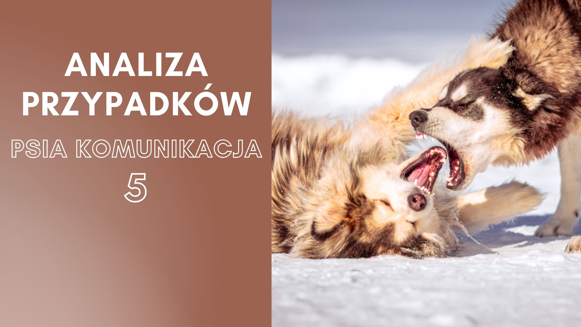 Analiza przypadków - psia komunikacja 5