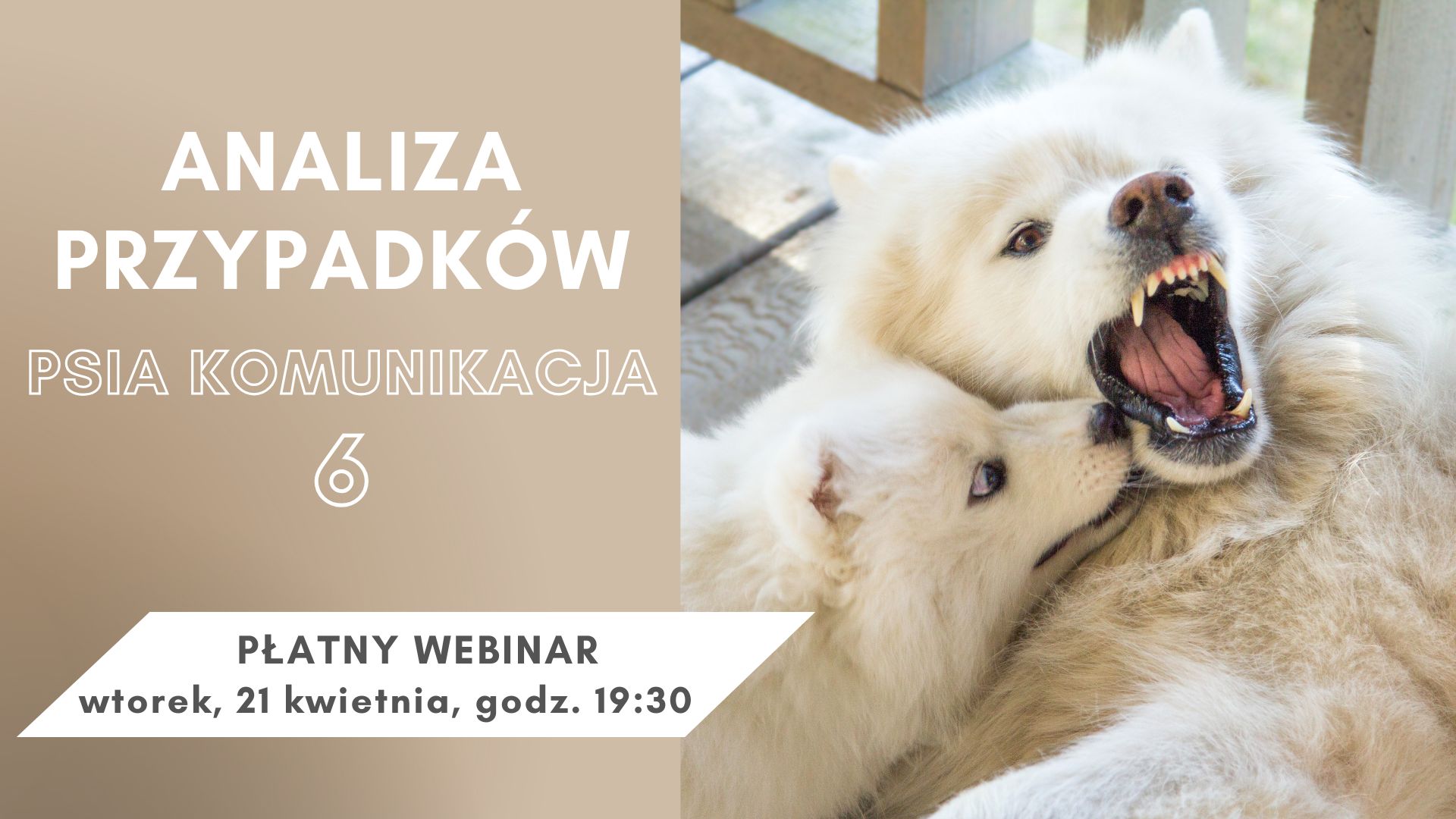 WEBINAR NA ŻYWO: Analiza przypadków - psia komunikacja 6