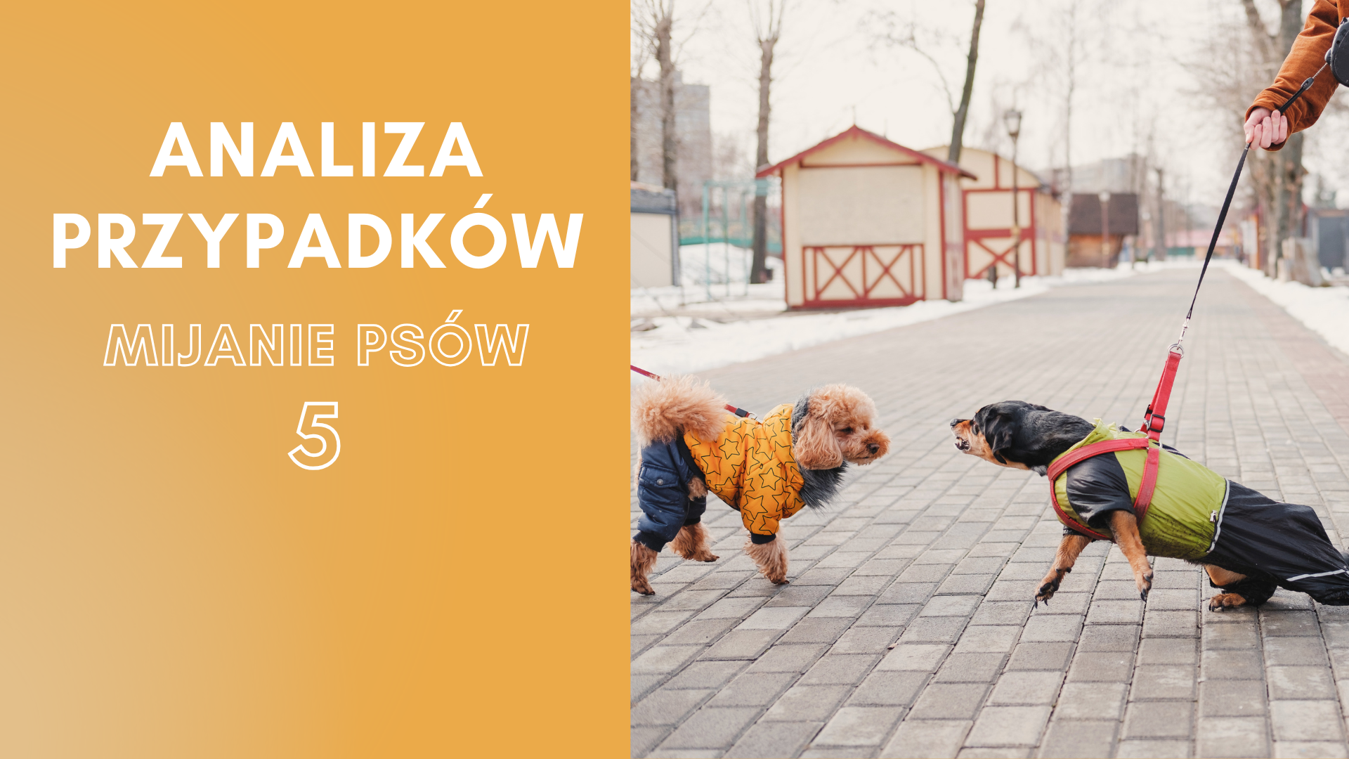 WEBINAR: Analiza przypadków - mijanie psów 5